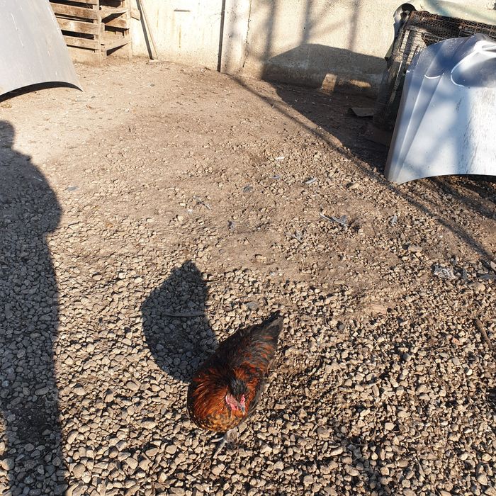 Петли черен мед маран 7мес 45лв бр гр сливен