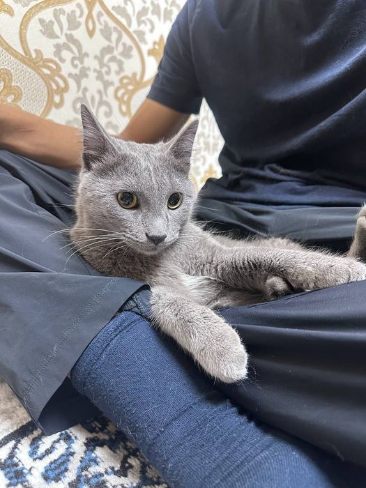 Кошка руско голубая