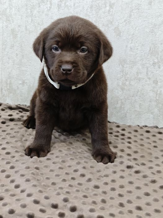 Шоколадные щенки лабрадора. Питомник.
