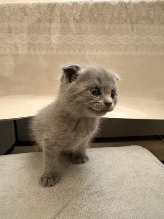 Mushuk Scottish Fold