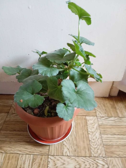 Продам цветы комнатные