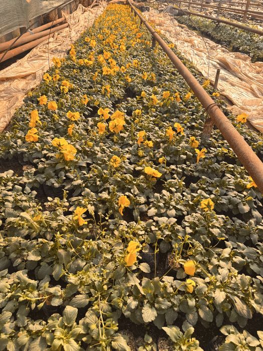 Viola. Kapalak gul F1