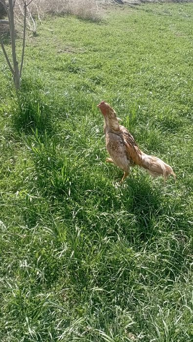 Kulangi xòroz sotiladi