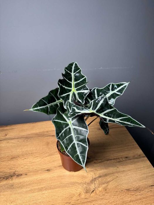 Цветок в горшке подарок Спатифиллум Антуриум Замиокулькас