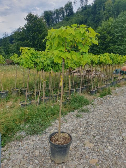 Arbori și arbuști ornamentali – Arțar japonez, Brad nordmanniana, Cedr