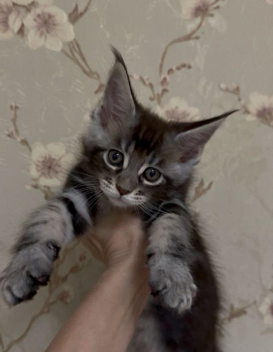 Котята породы Мейн-кун