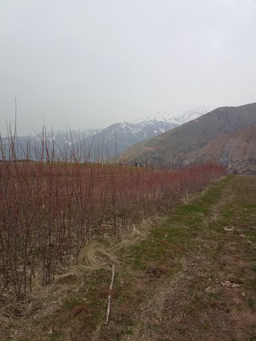 Мевали дарахтлар кучатлари