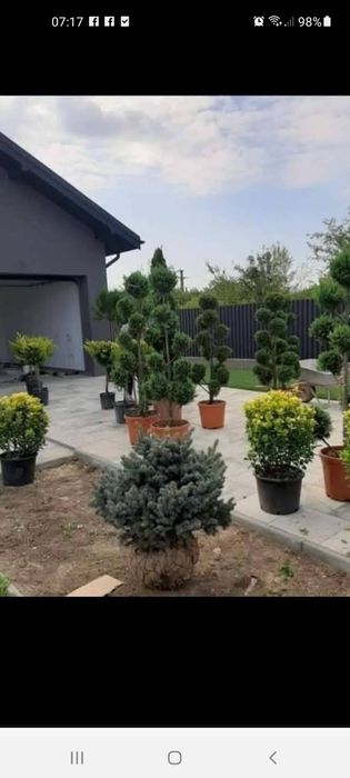 Plante ornamentale Palmieri  Catalpa Leylandii