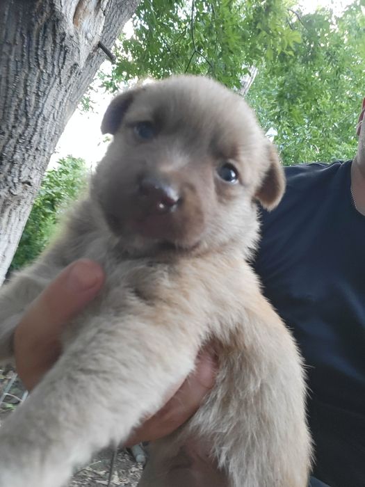 СРОЧНО! Нужен дом.