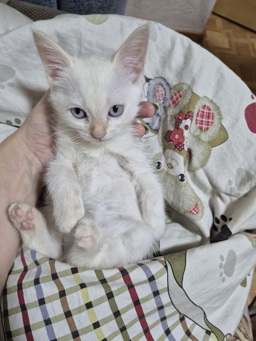 Отдам котят в добрые руки
