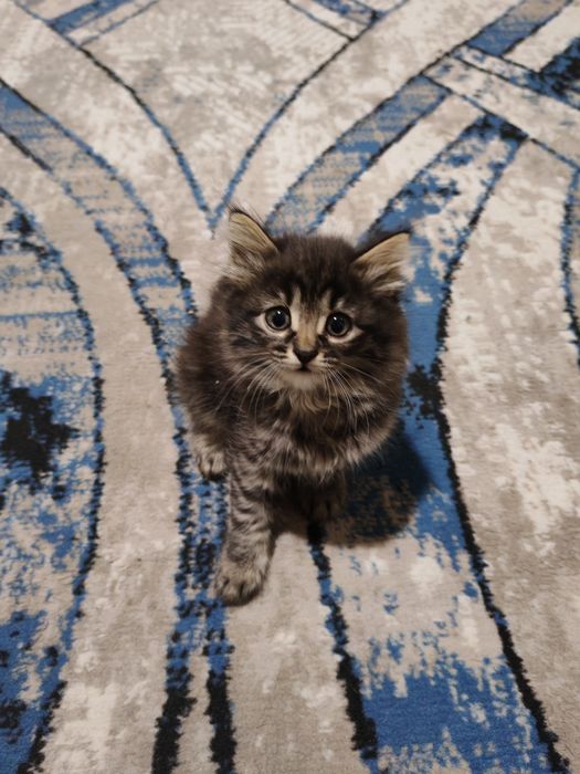 Домашние котята, 2 девочки
