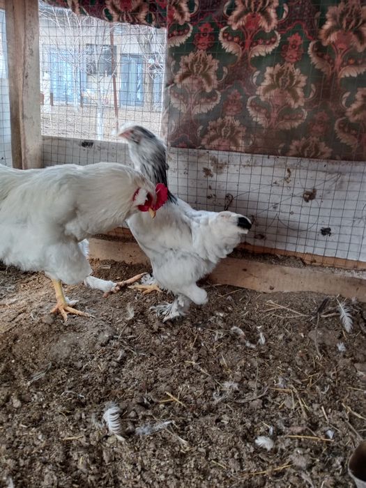 Курочка брама молодая