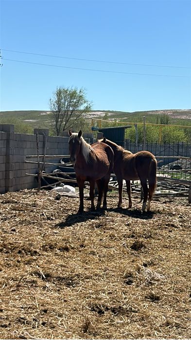 Буаз бие тайымен бірге. Жеребая кобыла с кобылешкой