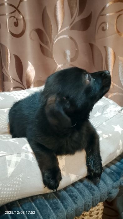 Отдам собачку в добрые руки