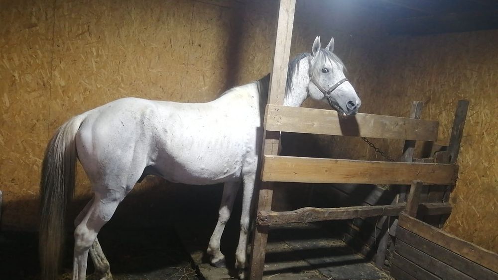 Продам жеребца 6 лет