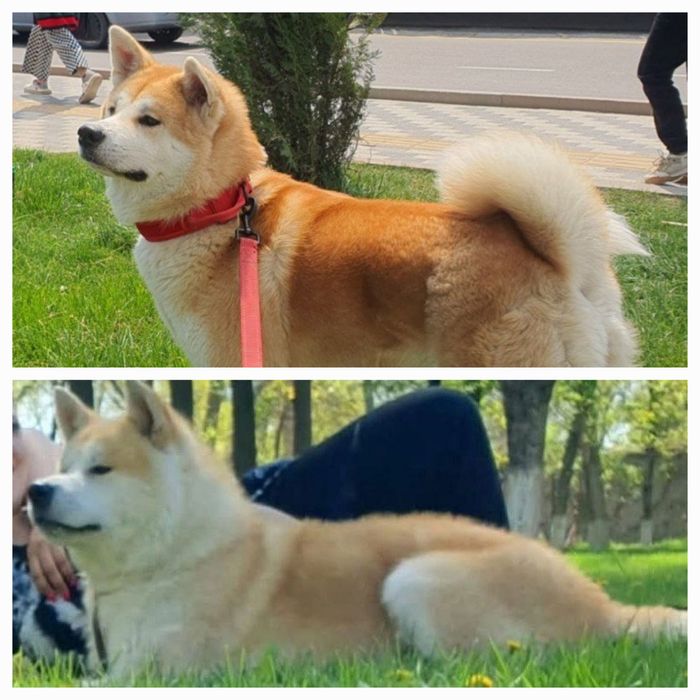 Японская Акита-Ину