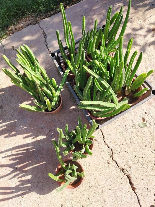 Стапелия (Stapelia) — 20 см