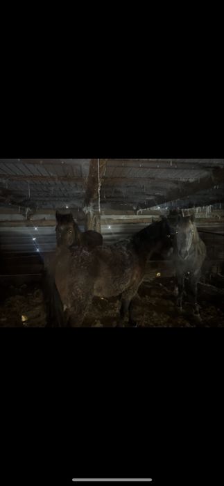 9бас донен 5бас байтал