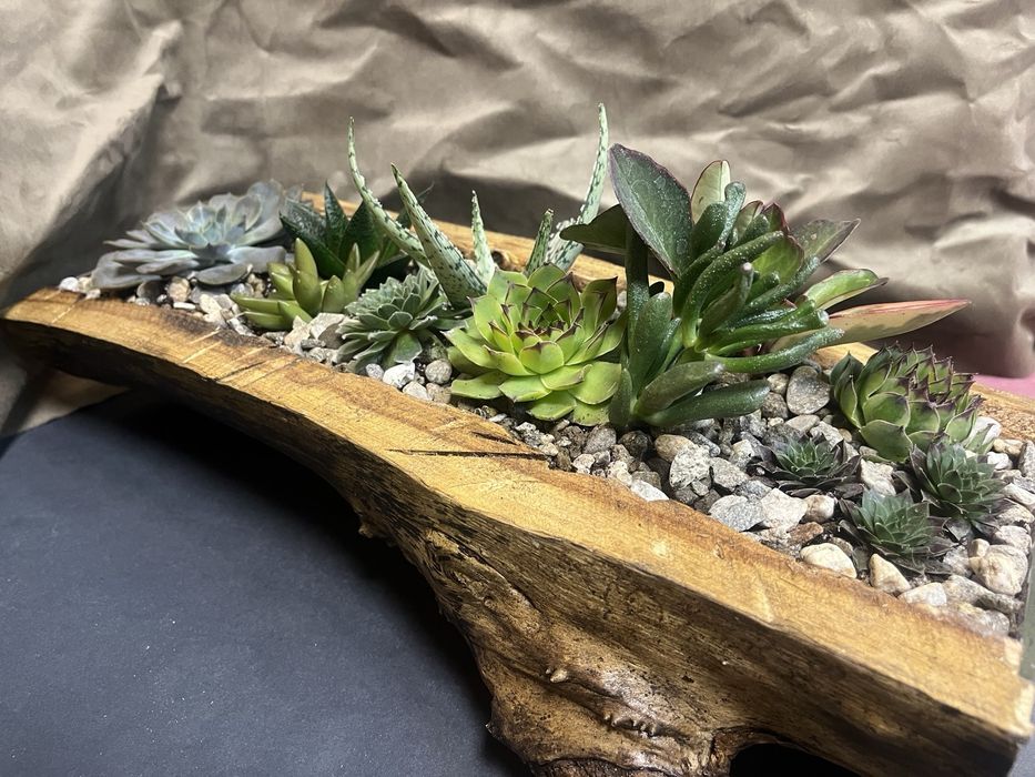 Мини градинка за вашият дом и офис.