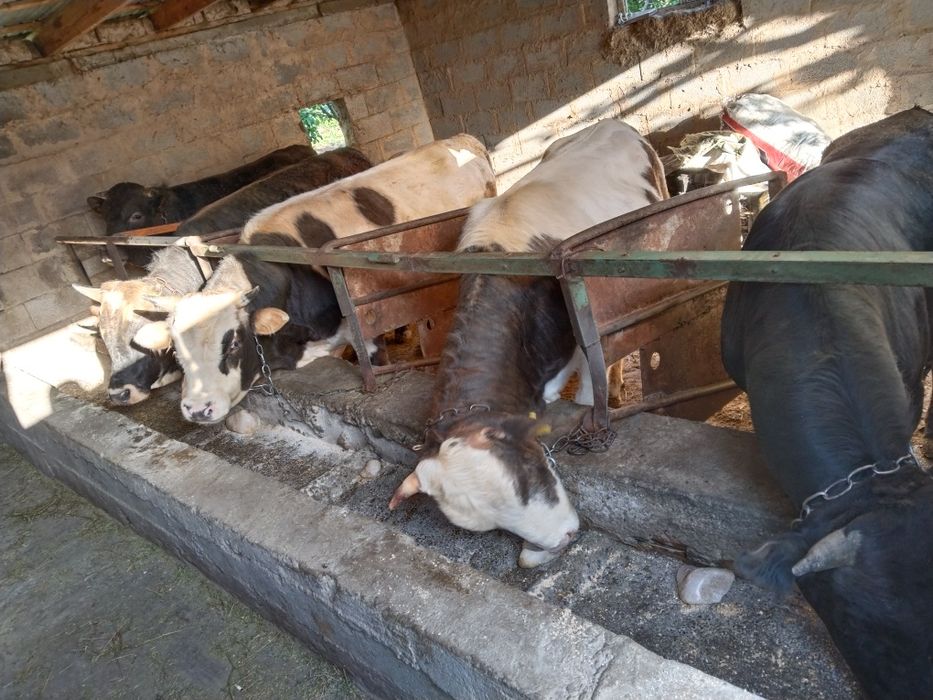 5.Бычков по 650 000 тыс.  Торг Есть .