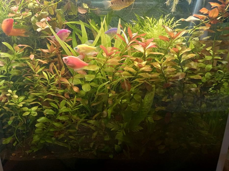 Аквариумные растения