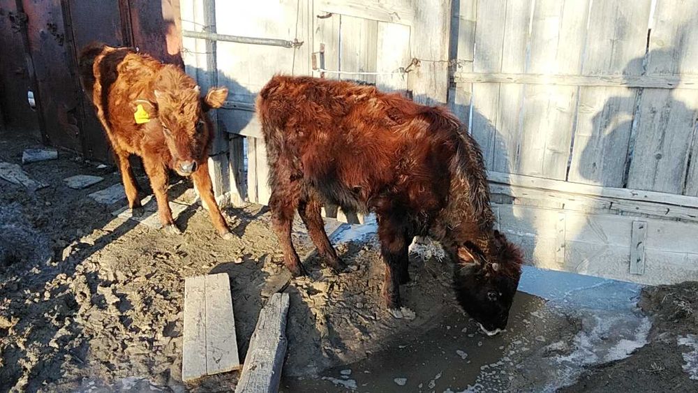 Екі ұрғашы баспақ сатылады.Продам двух тёлок.