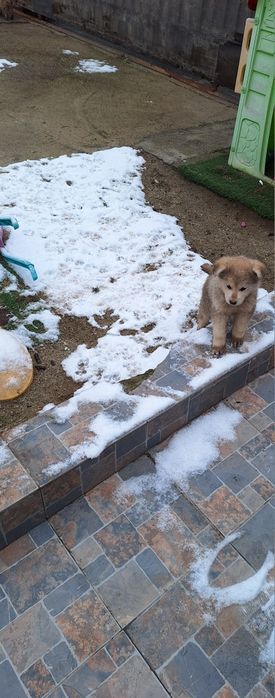 Catelusi metisi huskey dog german