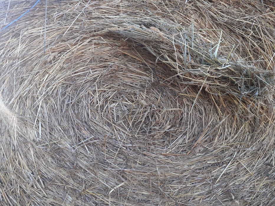 Vând baloti de lucerna, fan și paie de orz