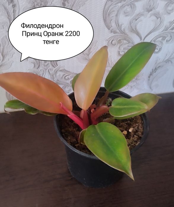 Продам комнатные цветы