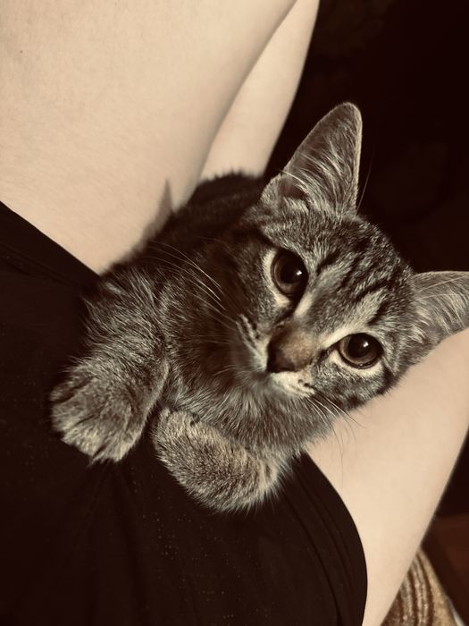 Отдам котенка в добрые руки