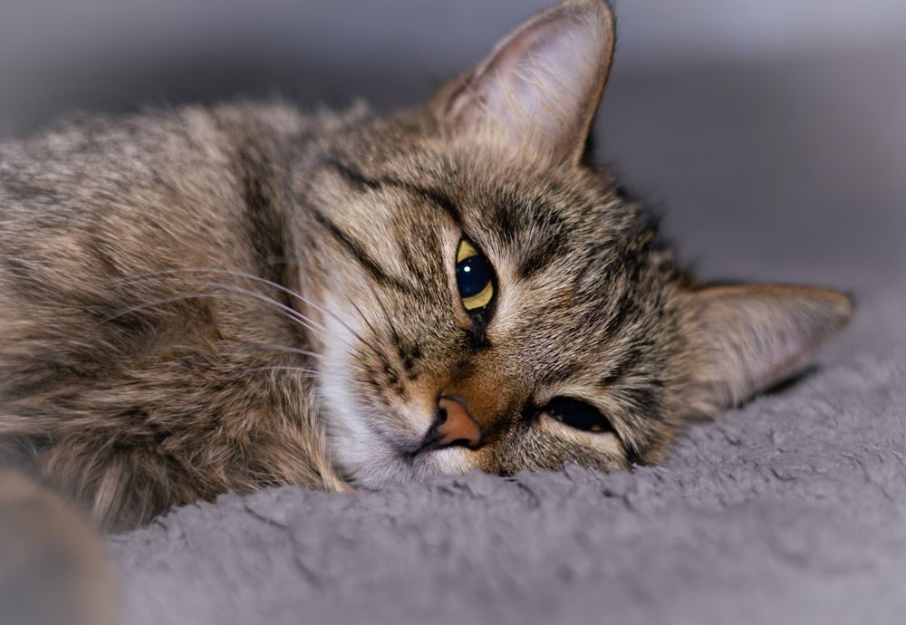 Отдам в хорошие руки