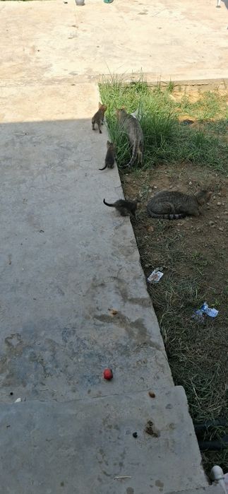 Aqilli Uy mushugi