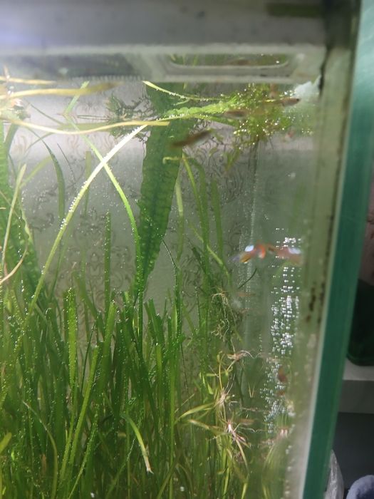 Продам подростков гуппи 150 тг