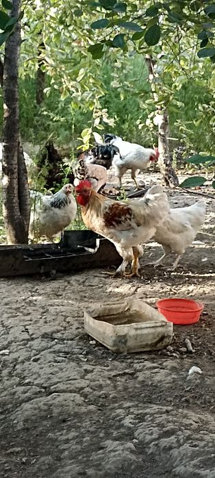 Срочно продаю домашние курица