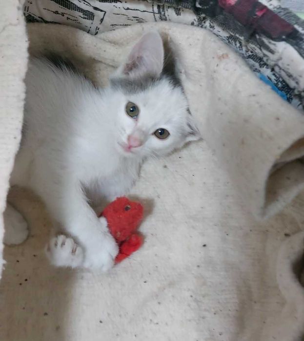 Котёнок мальчик .