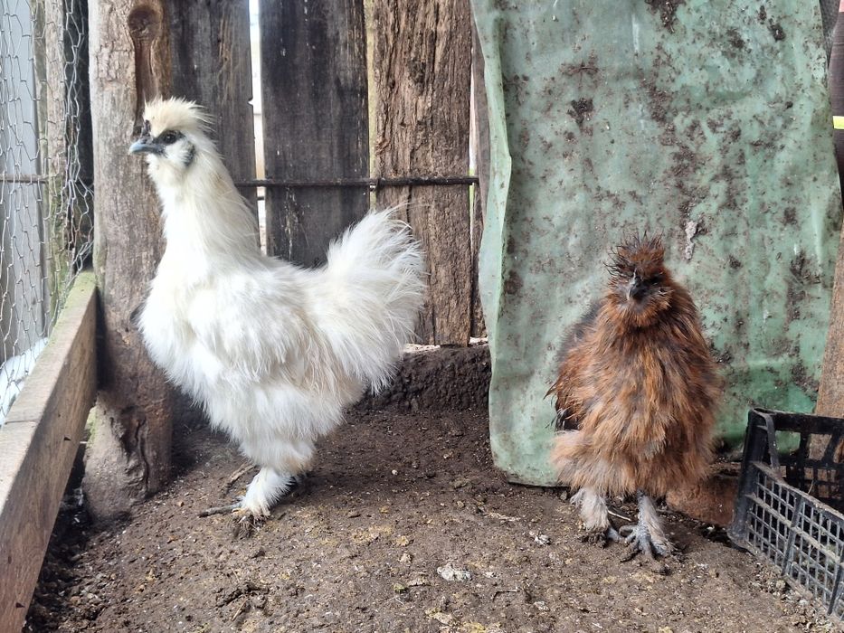 Cocoși mătase japoneză