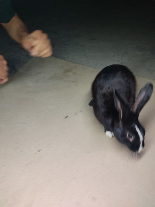 Erkak quyon sotiladi