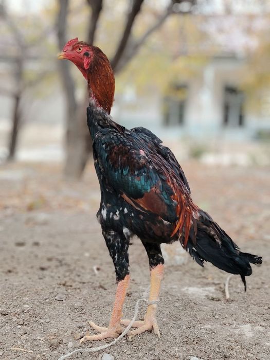 Дакан хороз сотилади