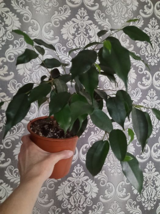 Эухарис комнатный белый