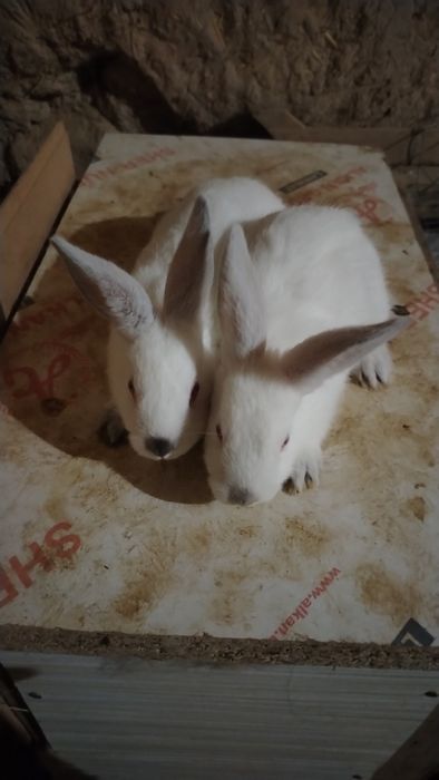 Quyon bolalari sotiladi