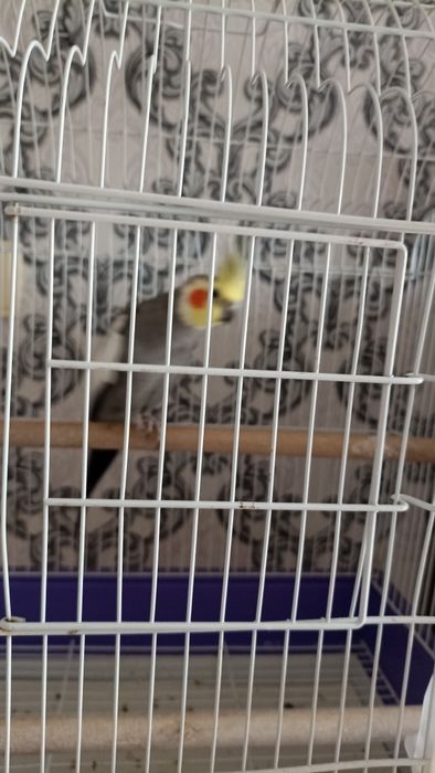 Продам попугая Корела ( мальчик)