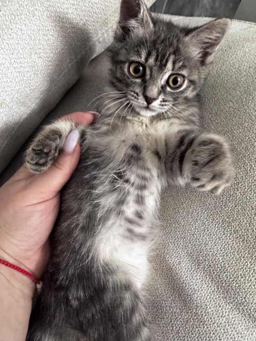 отдам котенка в добрые руки!