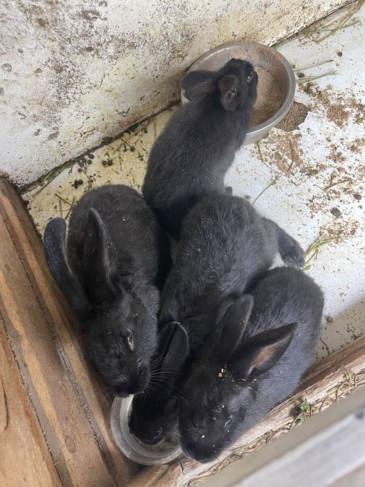 Продам кроликов 2.5 месяца