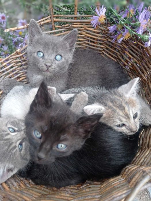 Animale pentru adopție