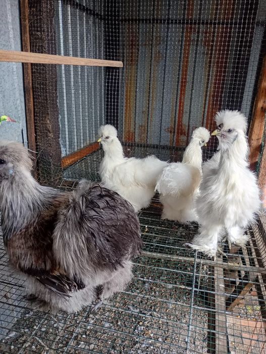 Silkie, mătase japoneză !