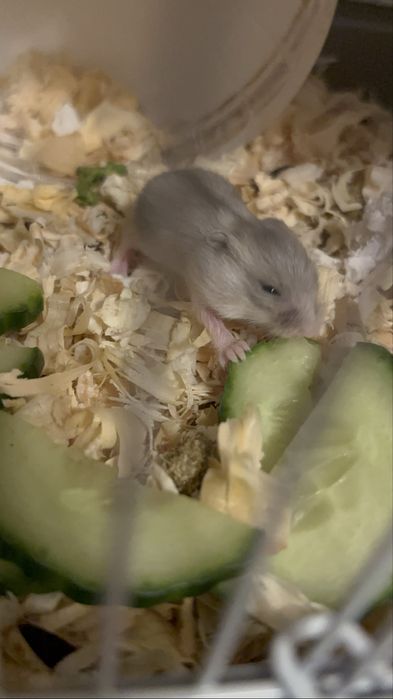 Мини хамстерчета Безплатни в Стара Загора