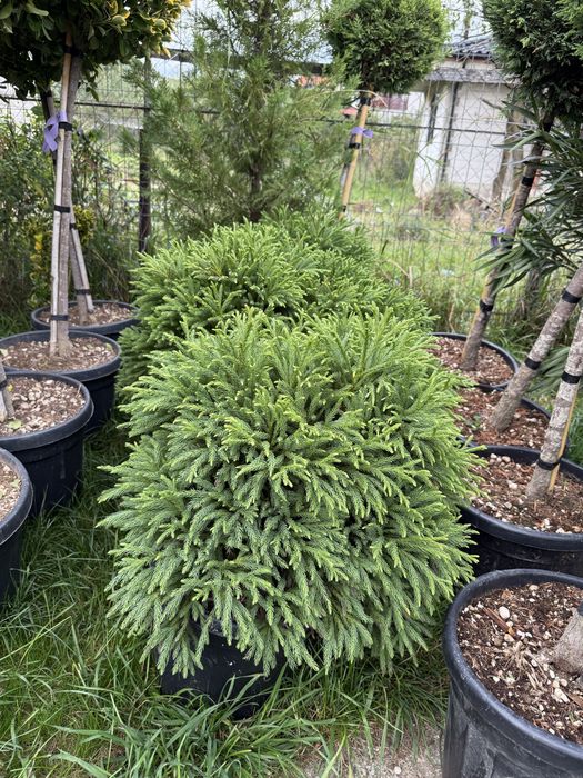 Bonsai cedru maslin enuperi canadieni sau tarator cryptomenia japonica glob tija din goldrider sau arizonica
