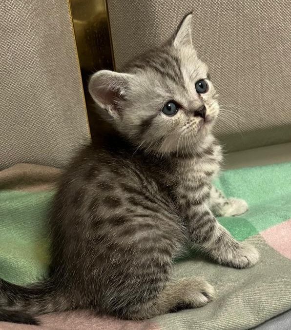 Шотландские котята с родословной