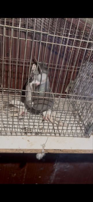 Голубь голубка стеклянный