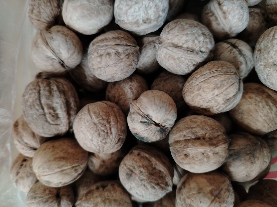 Грецкий орех домашний